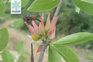 大苞寄生屬 大苞寄生屬