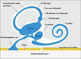 內淋巴管 內淋巴管