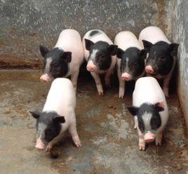 貴州香豬 貴州香豬