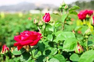 八街食用玫瑰 八街食用玫瑰