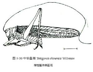 中華螽蟖