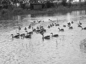 白漁泡國家濕地公園