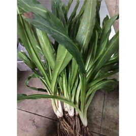 泰國香菜 泰國香菜