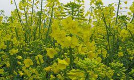 西荊河村 西荊河村