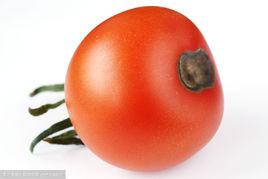 番茄臍腐病 番茄臍腐病