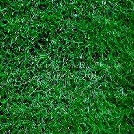 矮生百慕達 矮生百慕達