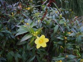 法國茉莉 法國茉莉