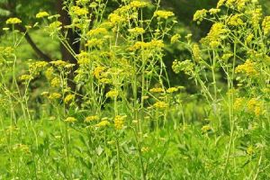 歐洲當歸 歐洲當歸