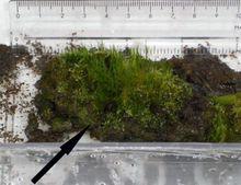 實驗室中長出來的古代苔蘚