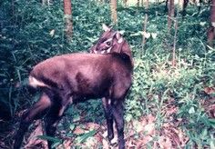 中南大羚 中南大羚