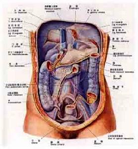 （圖）人體部點陣圖