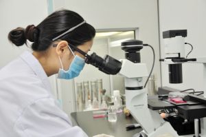 科學家在顯微鏡下分離鑑定毛囊幹細胞