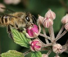 刺萼紅花懸鉤子