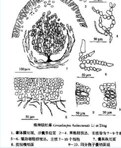 海南蜈蚣藻 海南蜈蚣藻