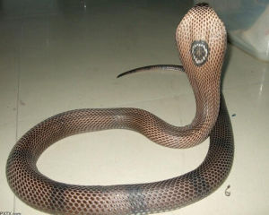 眼鏡蛇科 眼鏡蛇科