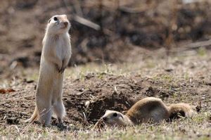 達烏爾黃鼠阿拉善亞種 達烏爾黃鼠阿拉善亞種