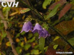 無柄沙參 無柄沙參