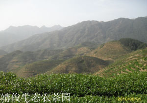 靖俊名茶 靖俊名茶