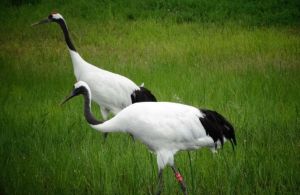 黑龍江扎龍國家級自然保護區