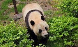 北京動物園熊貓館