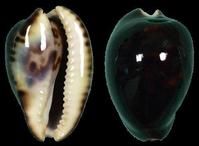 真優美寶螺 真優美寶螺