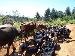 白龍一村養殖產業
