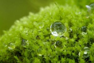 短尖葉牆蘚 短尖葉牆蘚