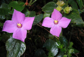 斑點楮頭紅 斑點楮頭紅