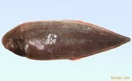 雙線舌鰨 雙線舌鰨