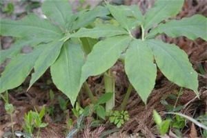 雲台南星 雲台南星