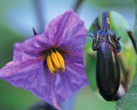 茄子花 茄子花