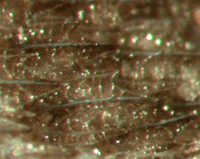 異鱗鯊屬 異鱗鯊屬