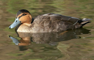 棕頸鴨