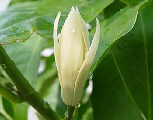 Magnolia &times; alba
