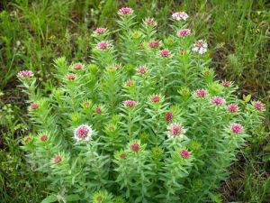 小蘿蔔大戟 小蘿蔔大戟