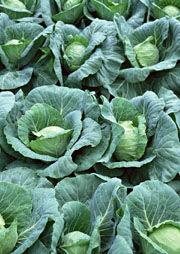 赤土畲族鄉 赤土畲族鄉