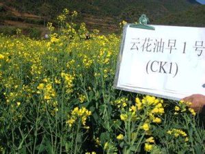 雲花油早1號 雲花油早1號