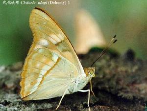 武鎧蛺蝶 武鎧蛺蝶