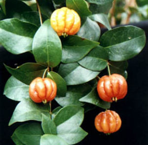 番櫻桃屬 番櫻桃屬