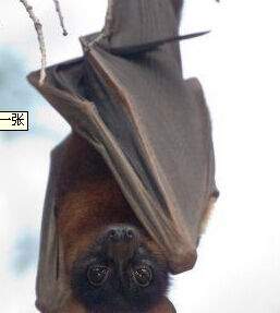 莫洛西斯狐蝠 莫洛西斯狐蝠