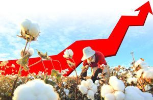 棉花期貨 棉花期貨