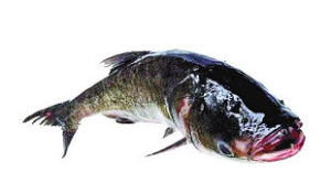 亞洲鯉魚 亞洲鯉魚