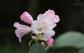 都支杜鵑 都支杜鵑