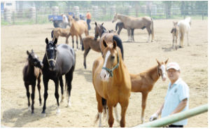 國家汗血寶馬中心 國家汗血寶馬中心