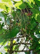 少花茜草 少花茜草