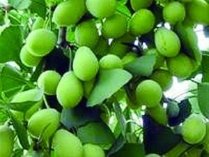 青島世界園藝博覽會