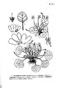 萎軟石蝴蝶 萎軟石蝴蝶