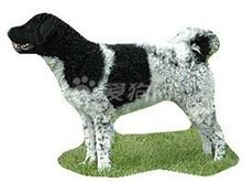 佛瑞斯安水犬 佛瑞斯安水犬