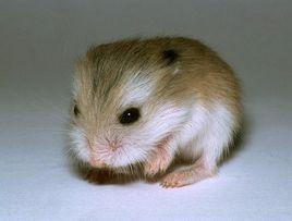 毛足鼠屬 毛足鼠屬