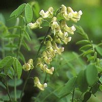 先血後便 先血後便